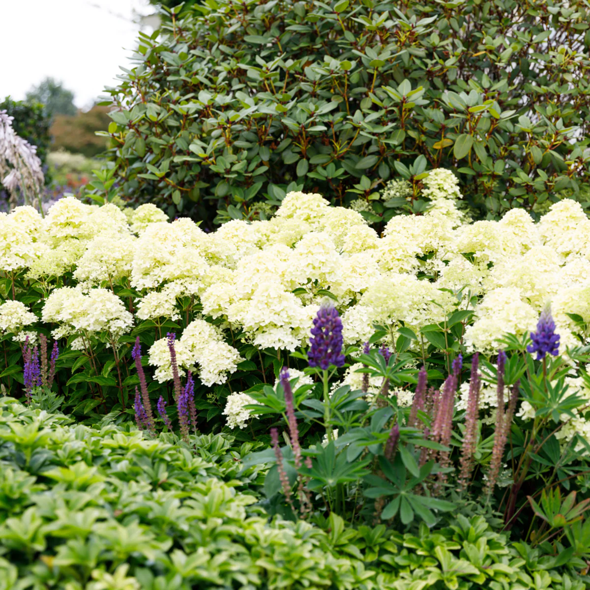 Rispenhortensie 'Whitelight®' - Image 5