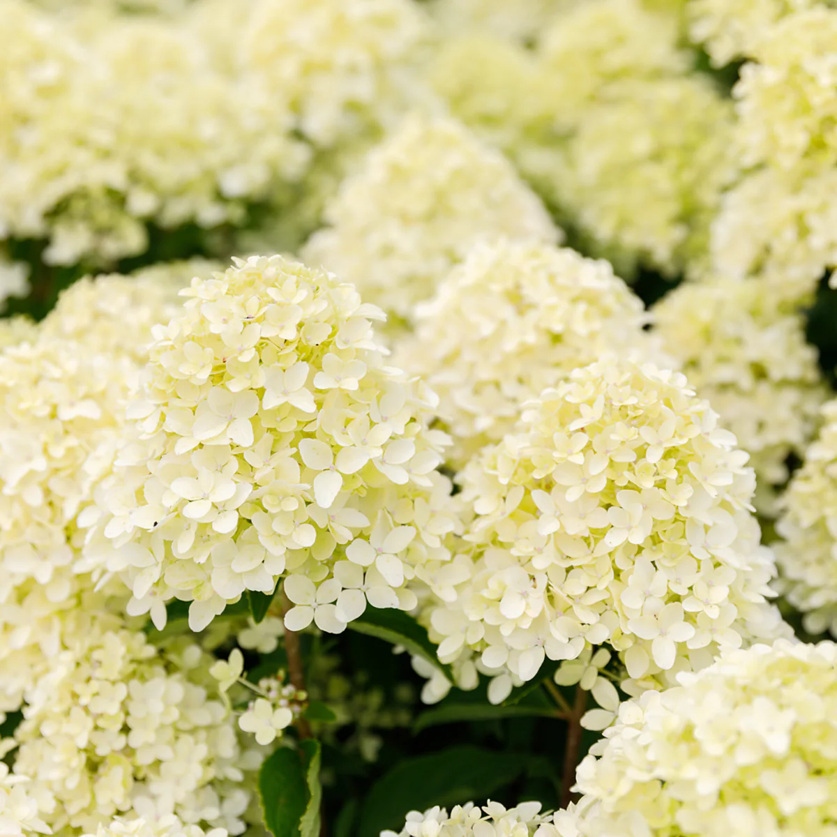 Rispenhortensie 'Whitelight®' - Image 6
