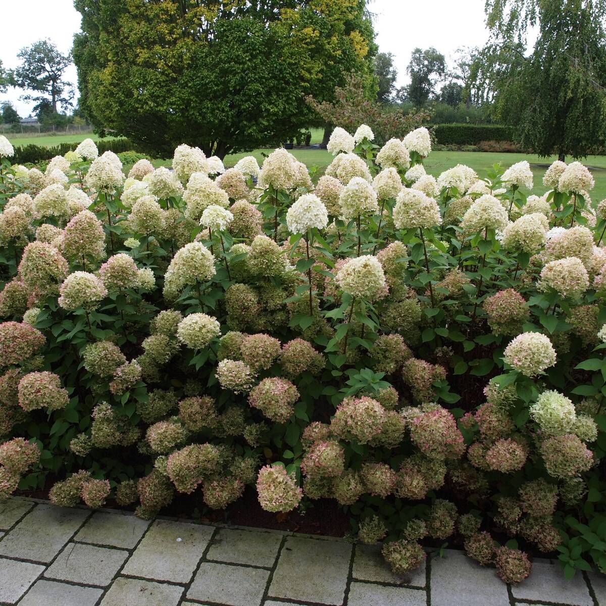 Rispenhortensie 'Limelight®' - Image 4