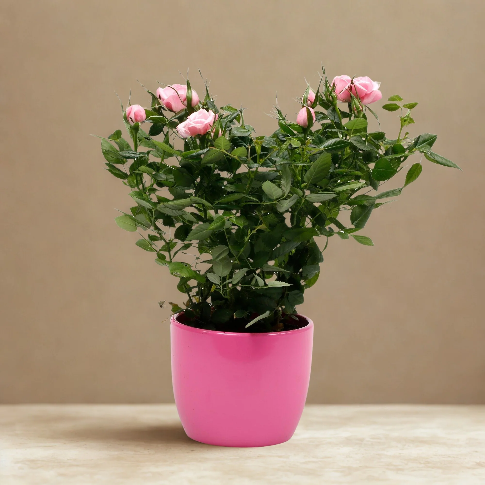 Rose zum Valentinstag im Übertopf - Image 15