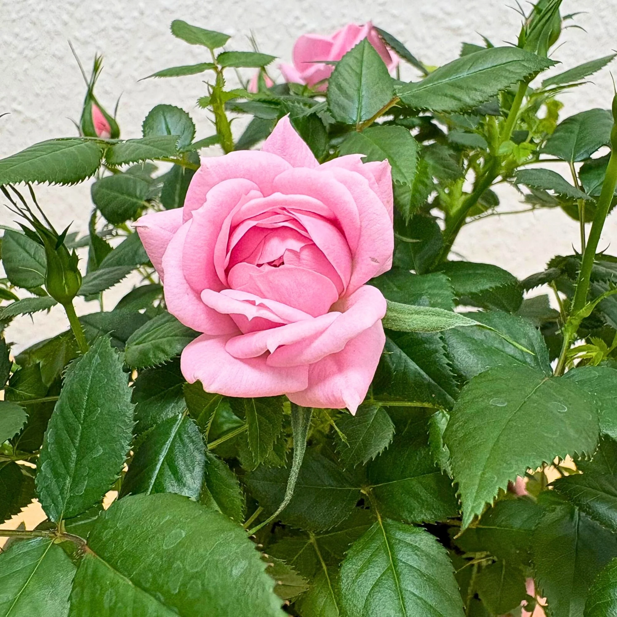 Rose zum Valentinstag im Übertopf - Image 4