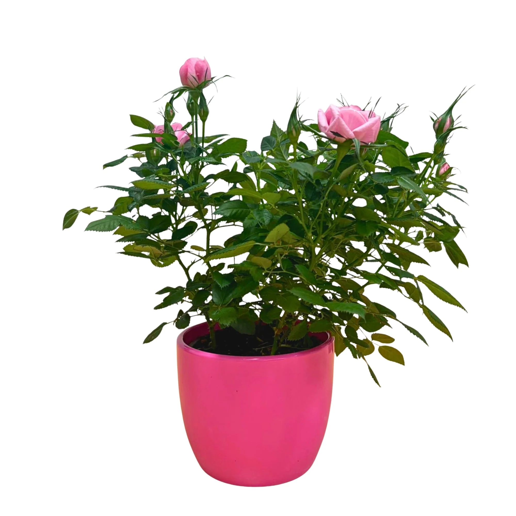 Rose zum Valentinstag im Übertopf - Image 5