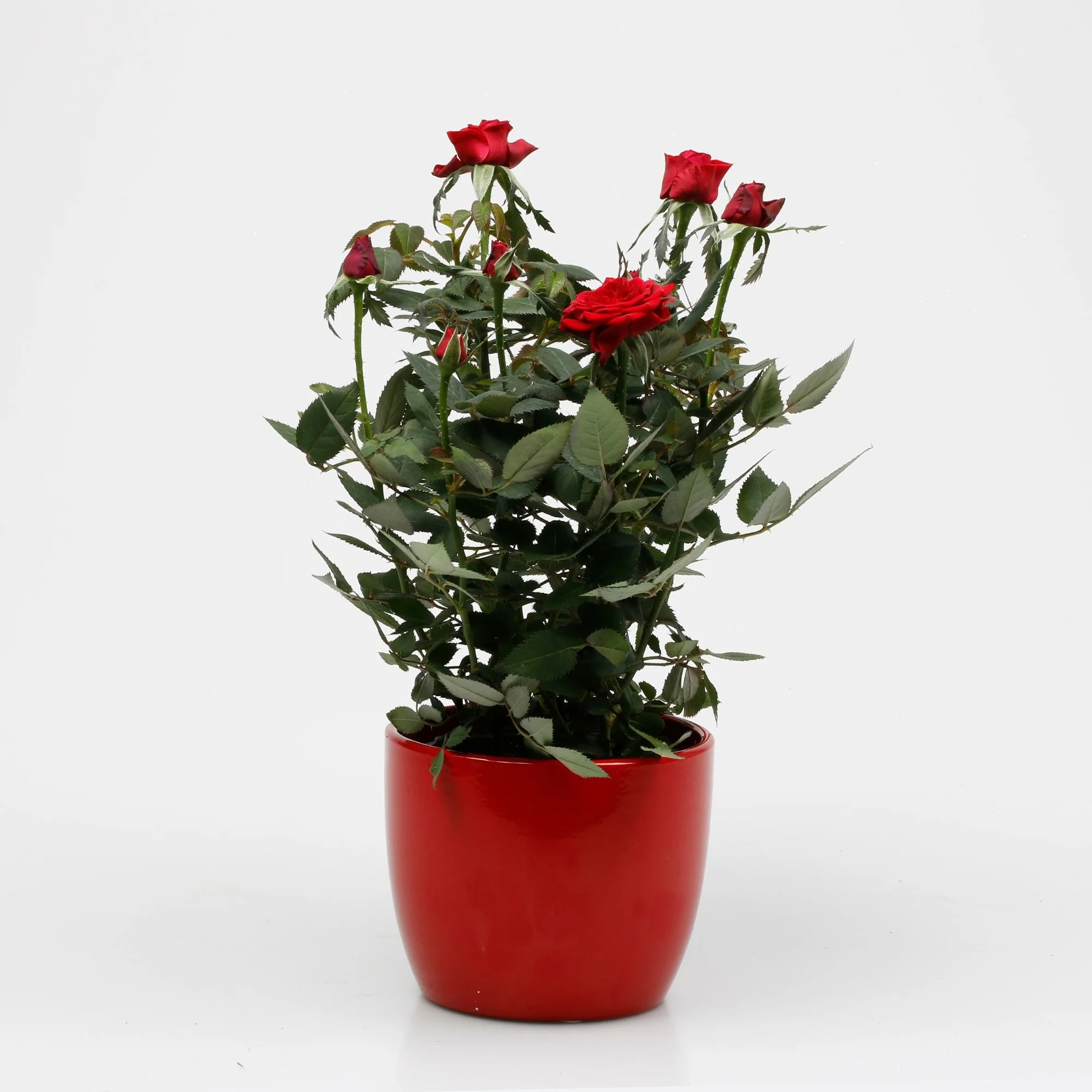 Rose zum Valentinstag im Übertopf - Image 9