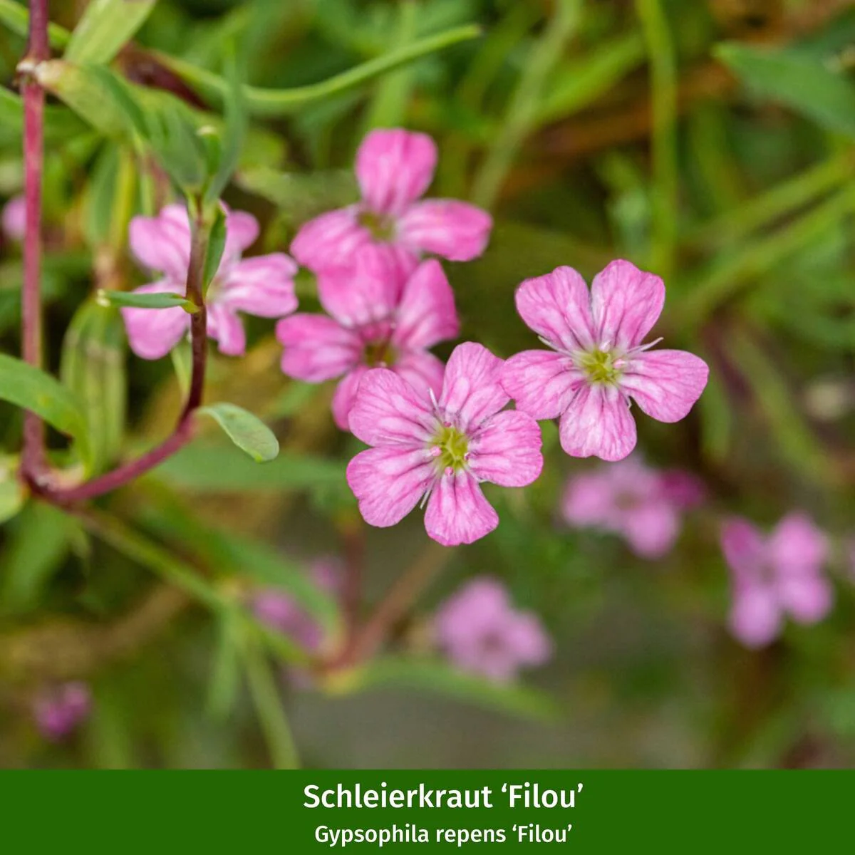 Rosenbeet "Rosige Liebhaberei" - Image 4