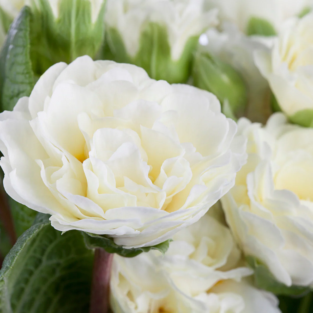Rosenprimel 'Belarina' - Image 4