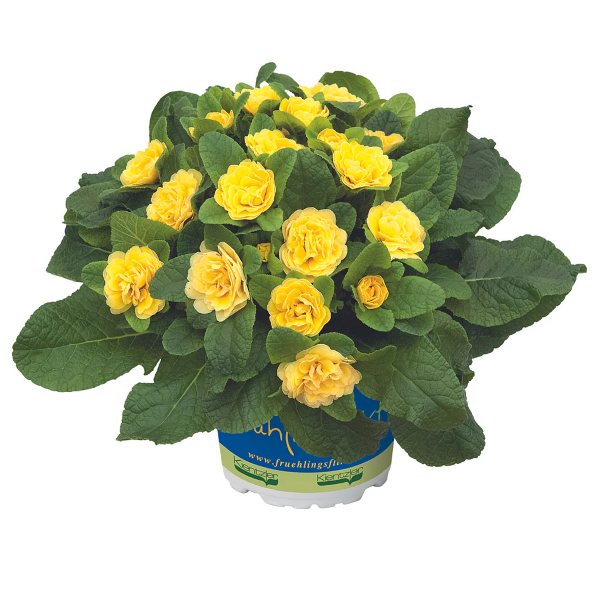 Rosenprimel 'Belarina' - Image 5