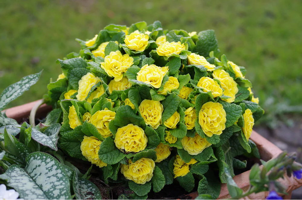 Rosenprimel 'Belarina' - Image 6