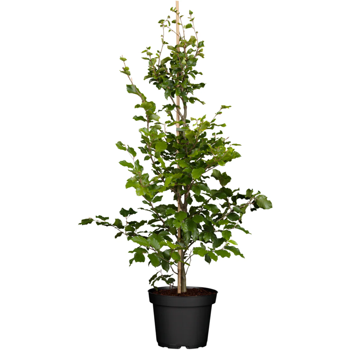 Rot-Buche - Image 2