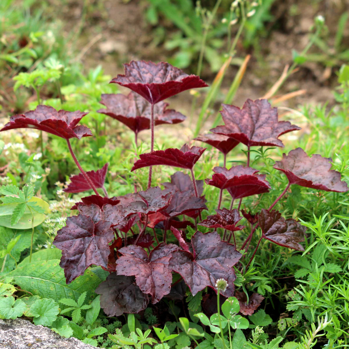Rotblättriges Silberglöckchen 'Palace Purple'