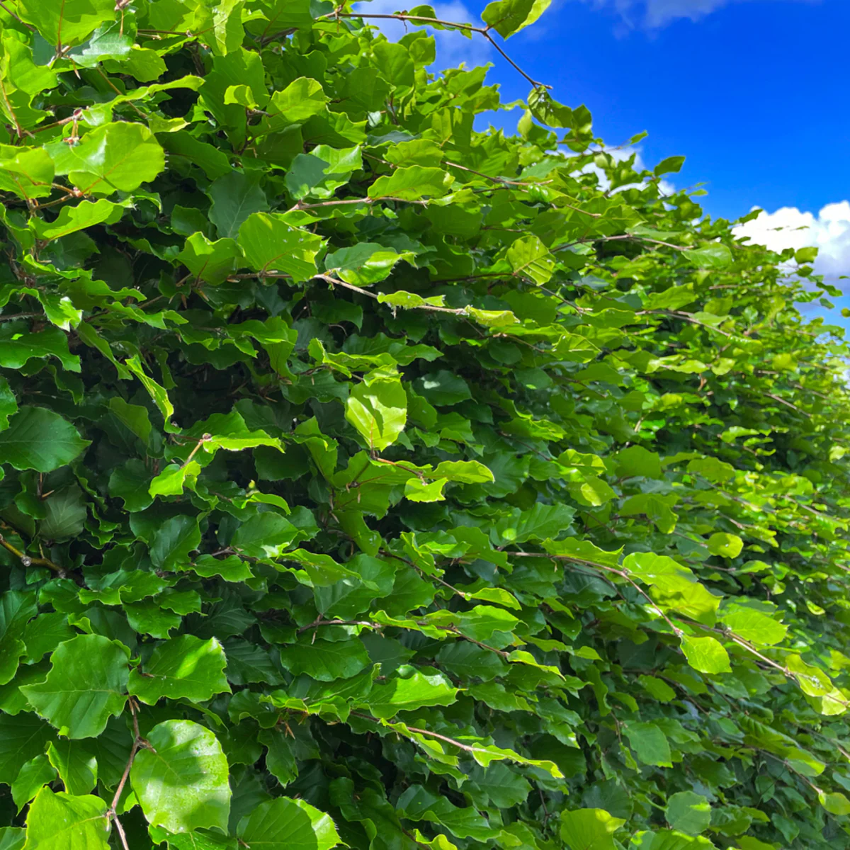 Rotbuche-Hecke - Image 5