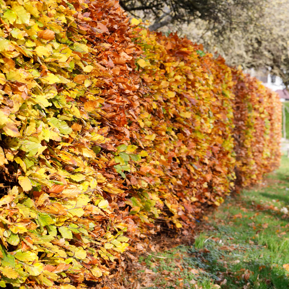 Rotbuche-Hecke - Image 6
