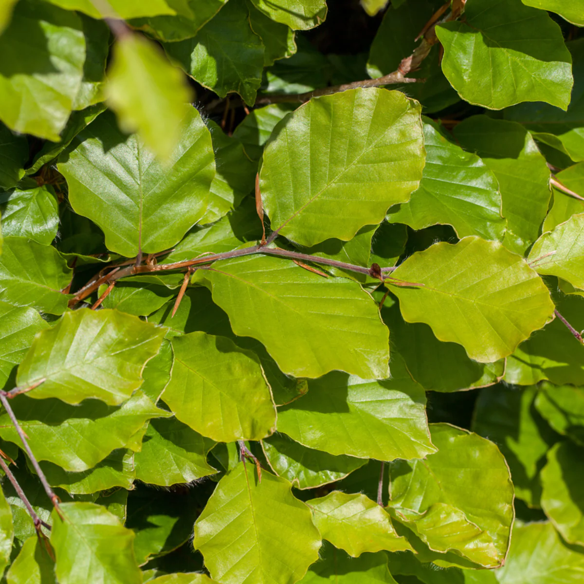 Rotbuche-Hecke - Image 8