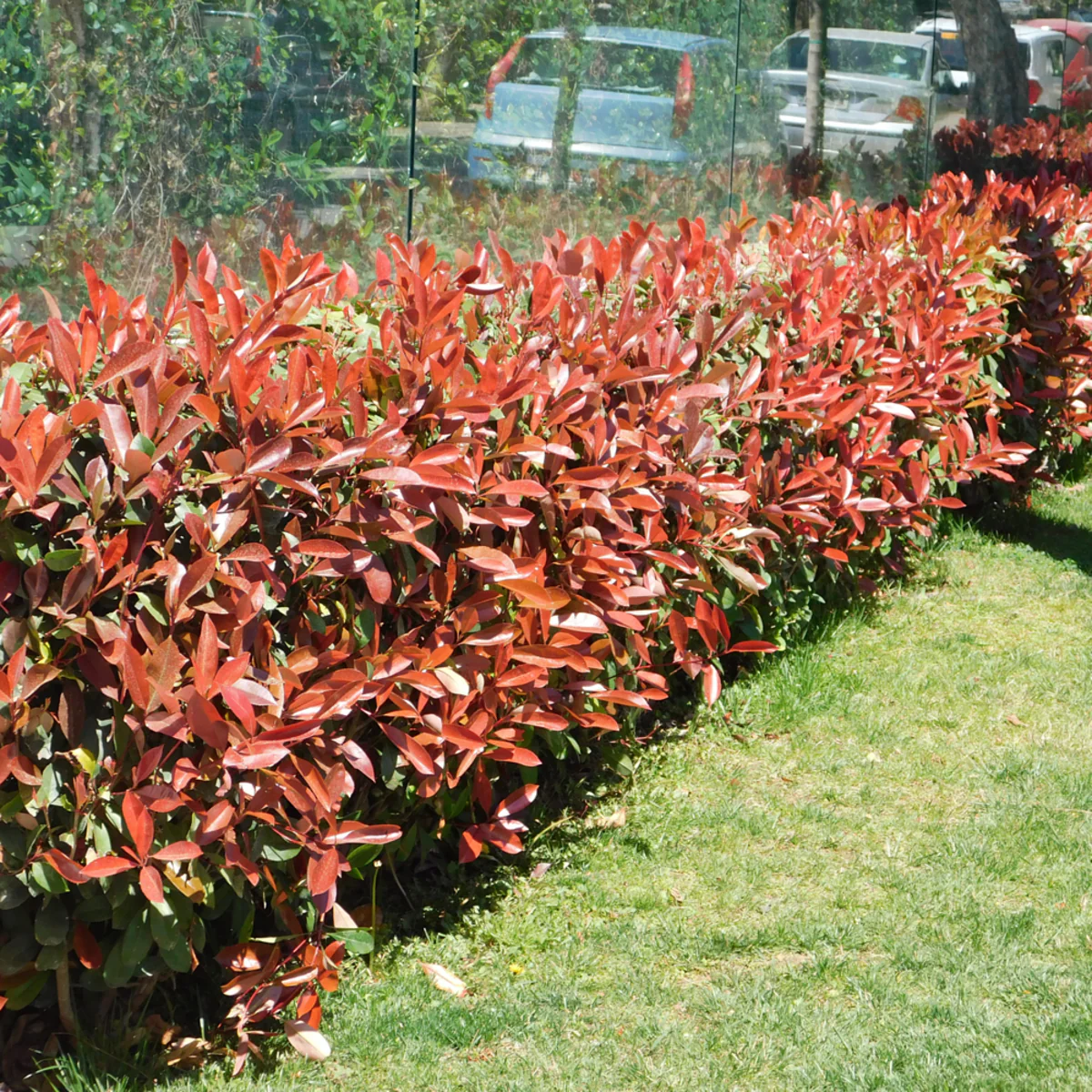 Rote Glanzmispel-Hecke 'Red Robin'