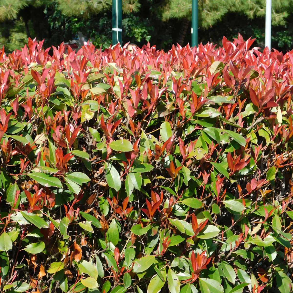 Rote Glanzmispel-Hecke 'Red Robin' - Image 5