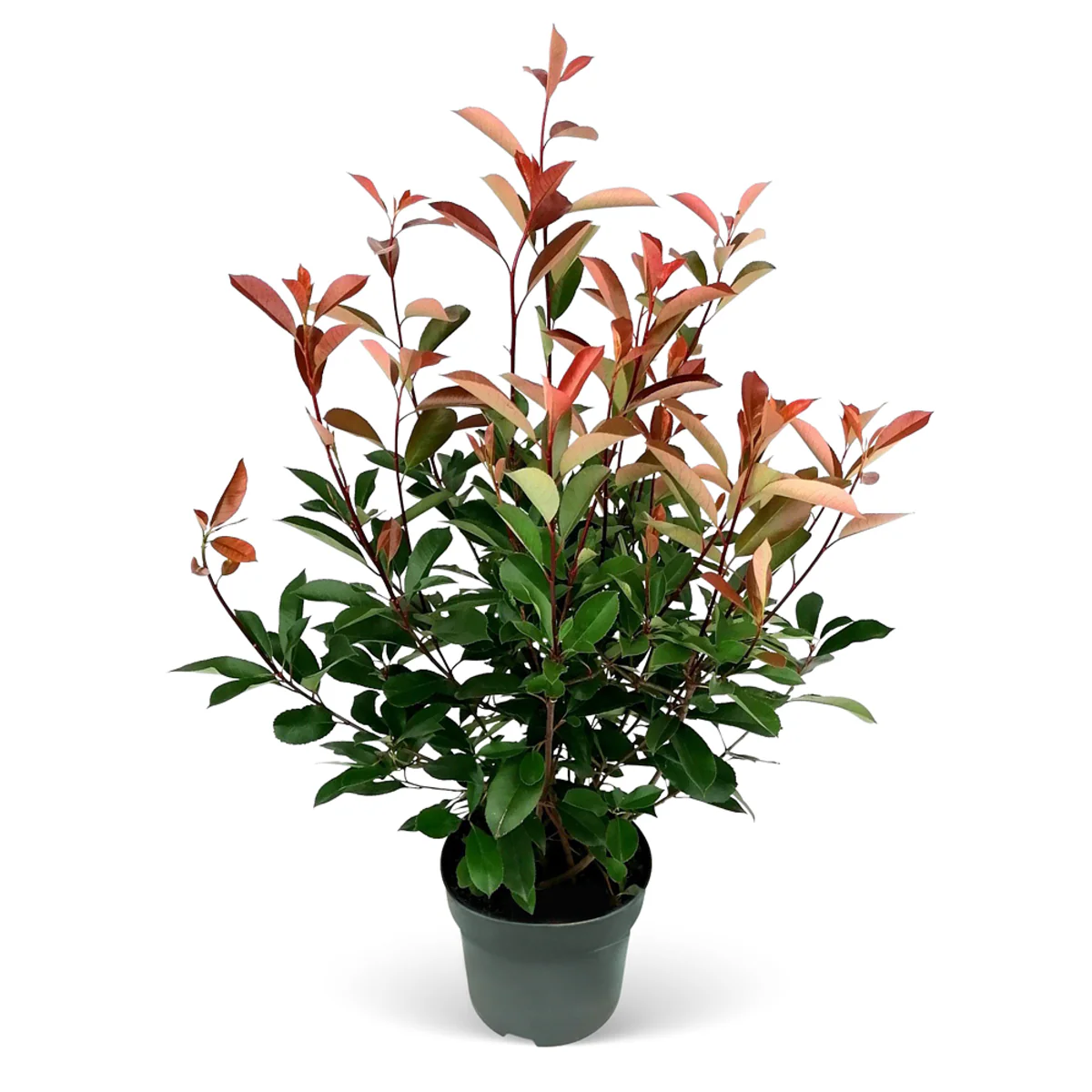 Rote Glanzmispel-Hecke 'Red Robin' - Image 6