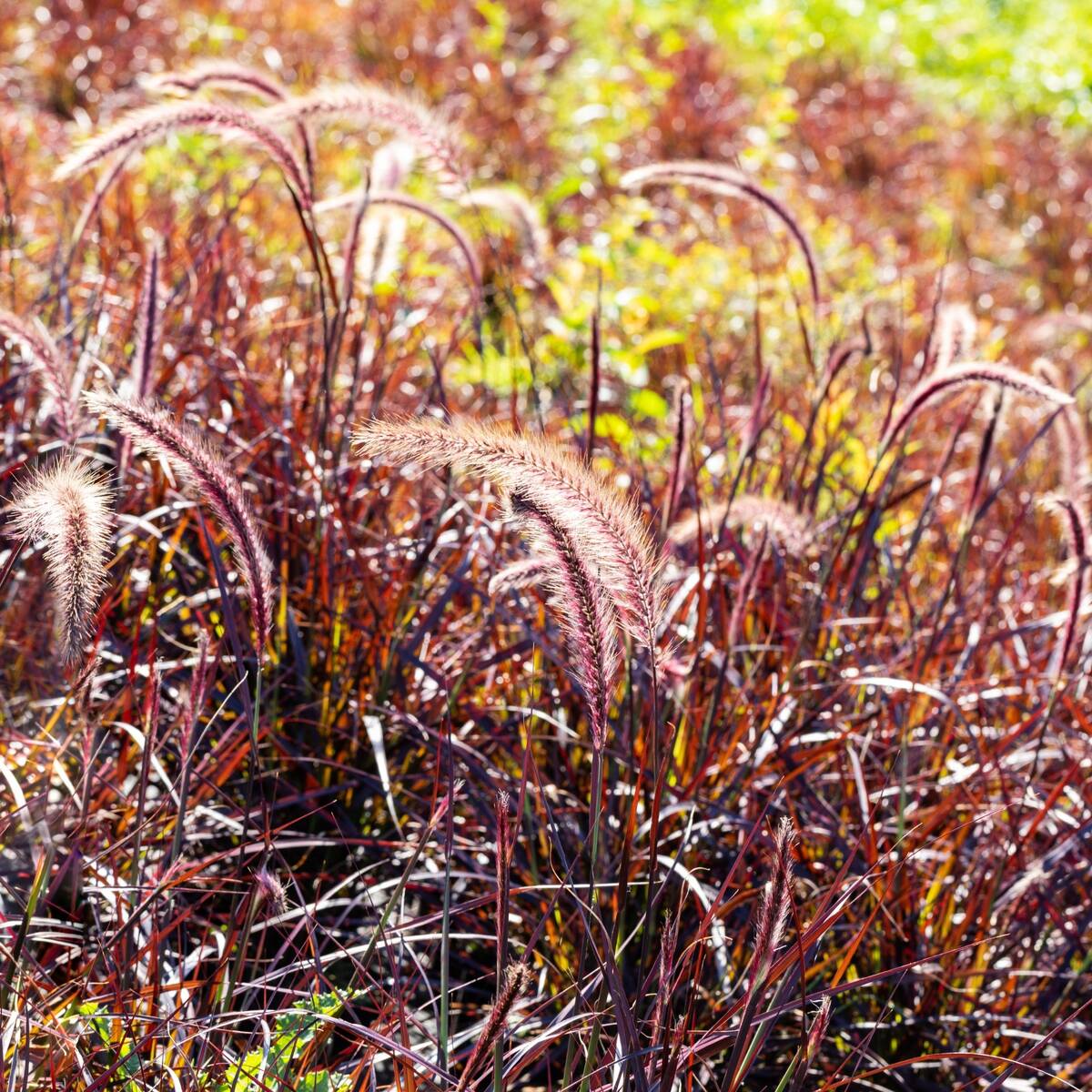 Rotes Federborstengras 'Fireworks'