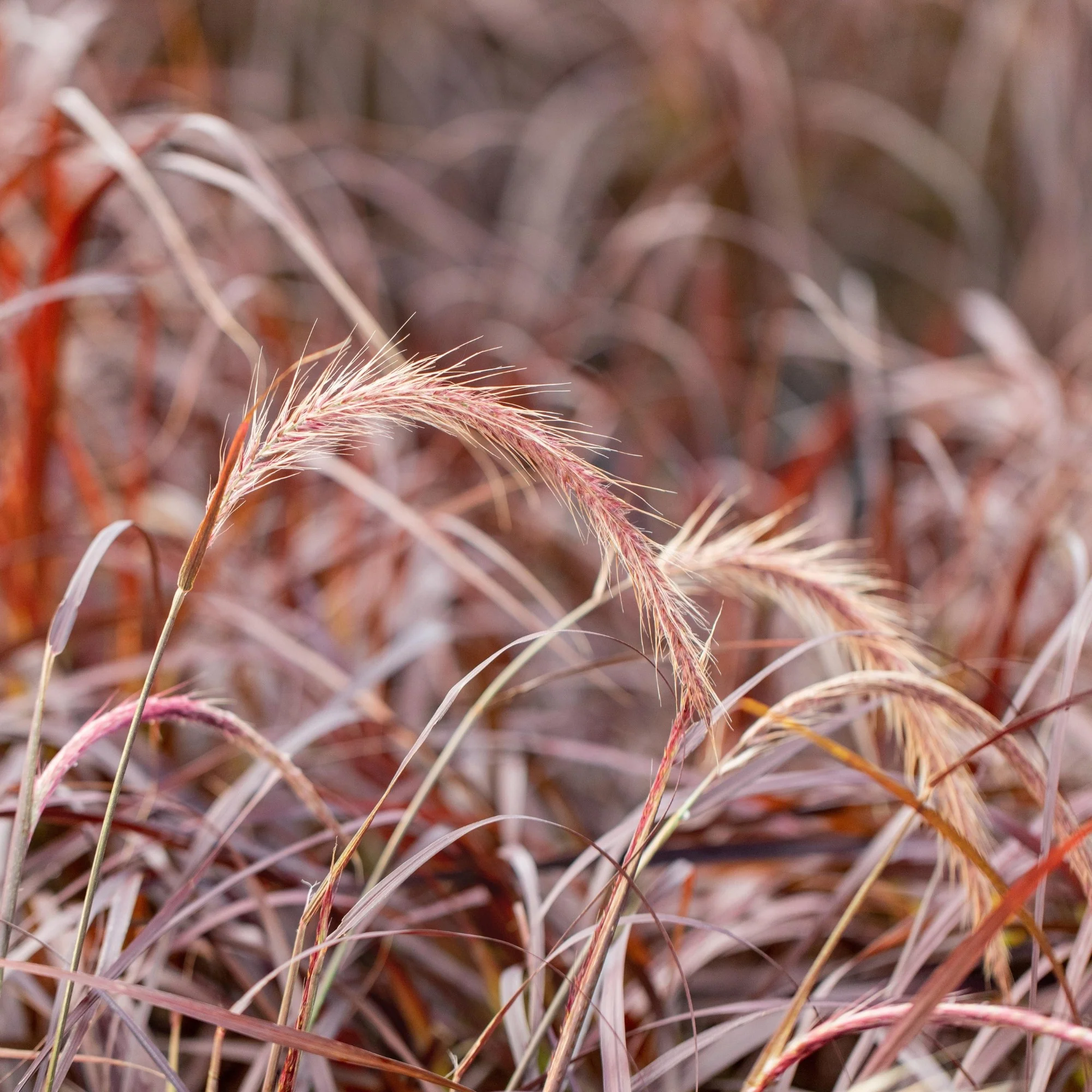 Rotes Federborstengras 'Rubrum' - Image 2