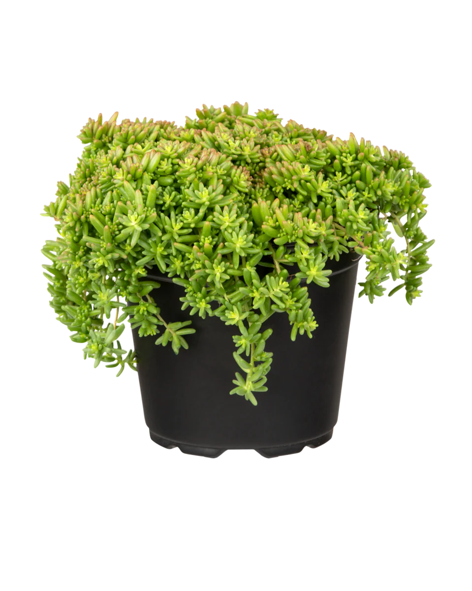 Rotmoos-Mauerpfeffer 'Coral Carpet' - Image 2