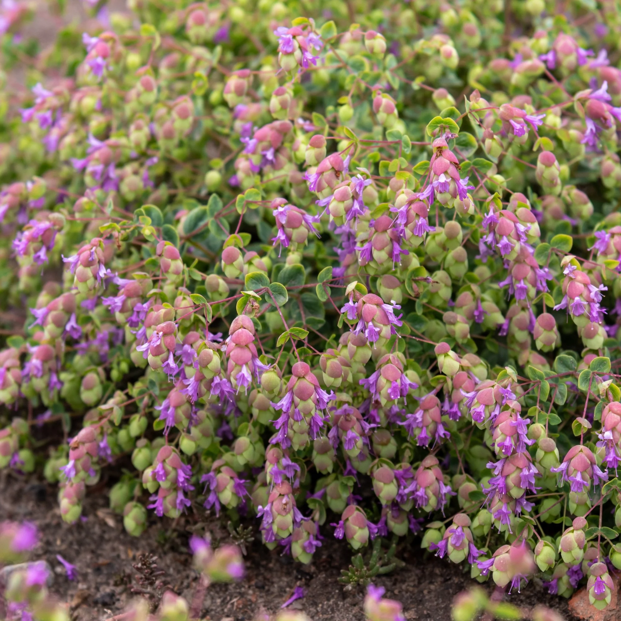 Rundblättriger Garten-Dost 'Amethyst Falls'