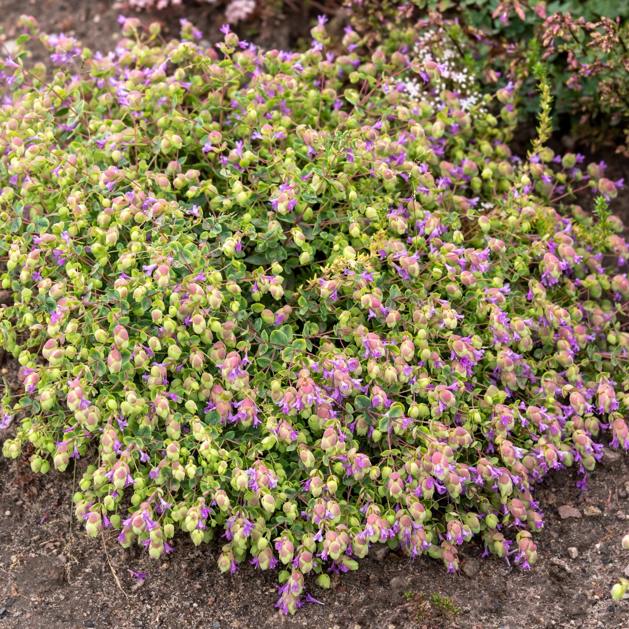 Rundblättriger Garten-Dost 'Amethyst Falls' - Image 3