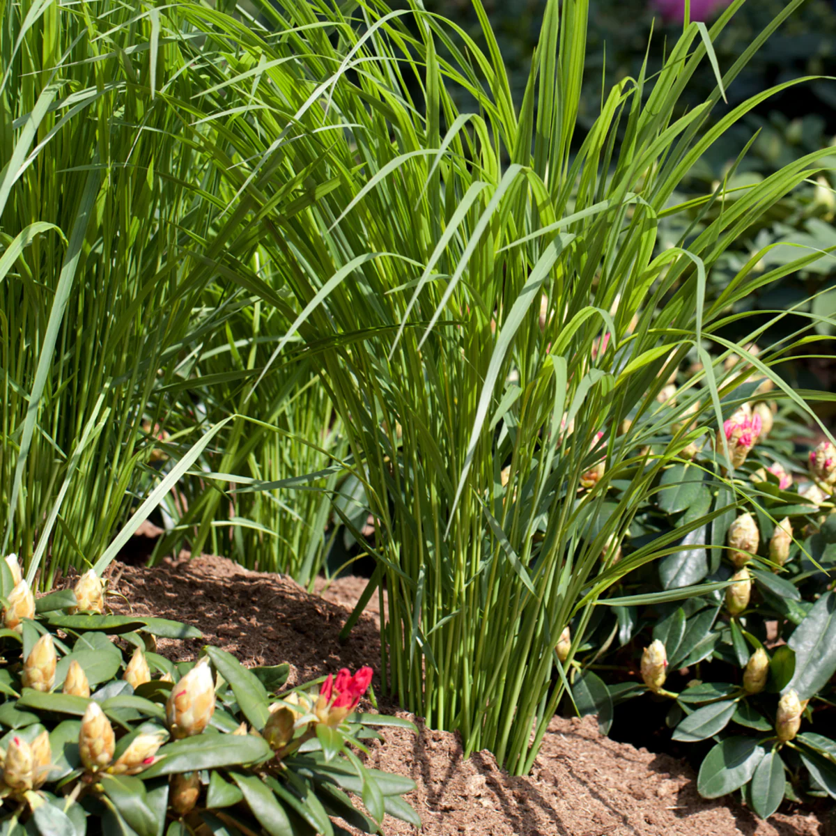 Rutenhirse 'Northwind'