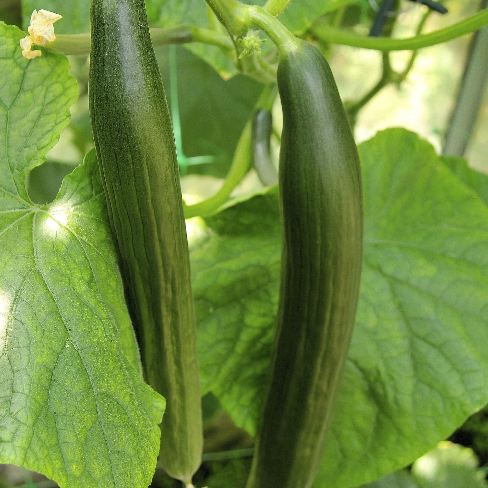 Salatgurke 'Pindos'