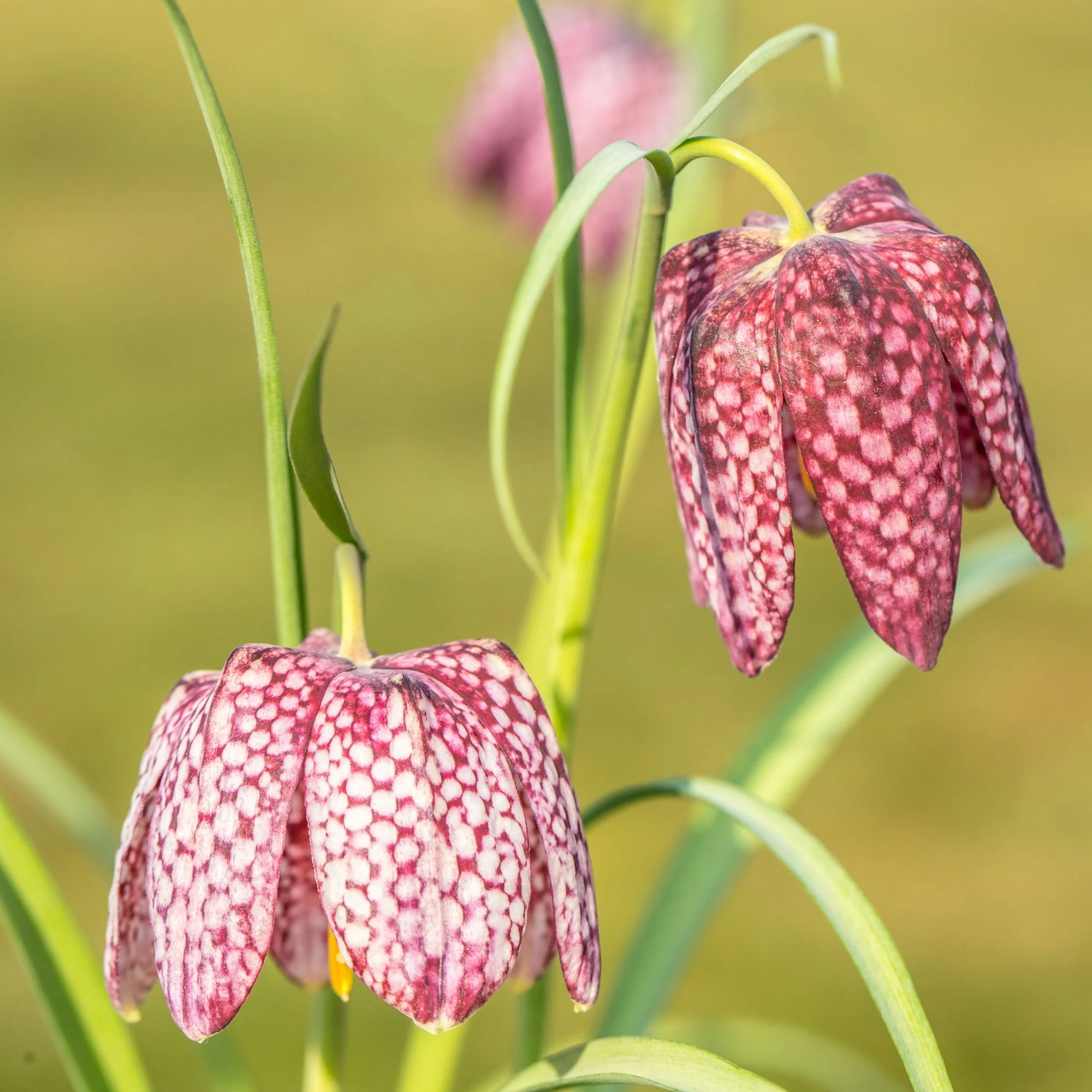 Schachbrettblume