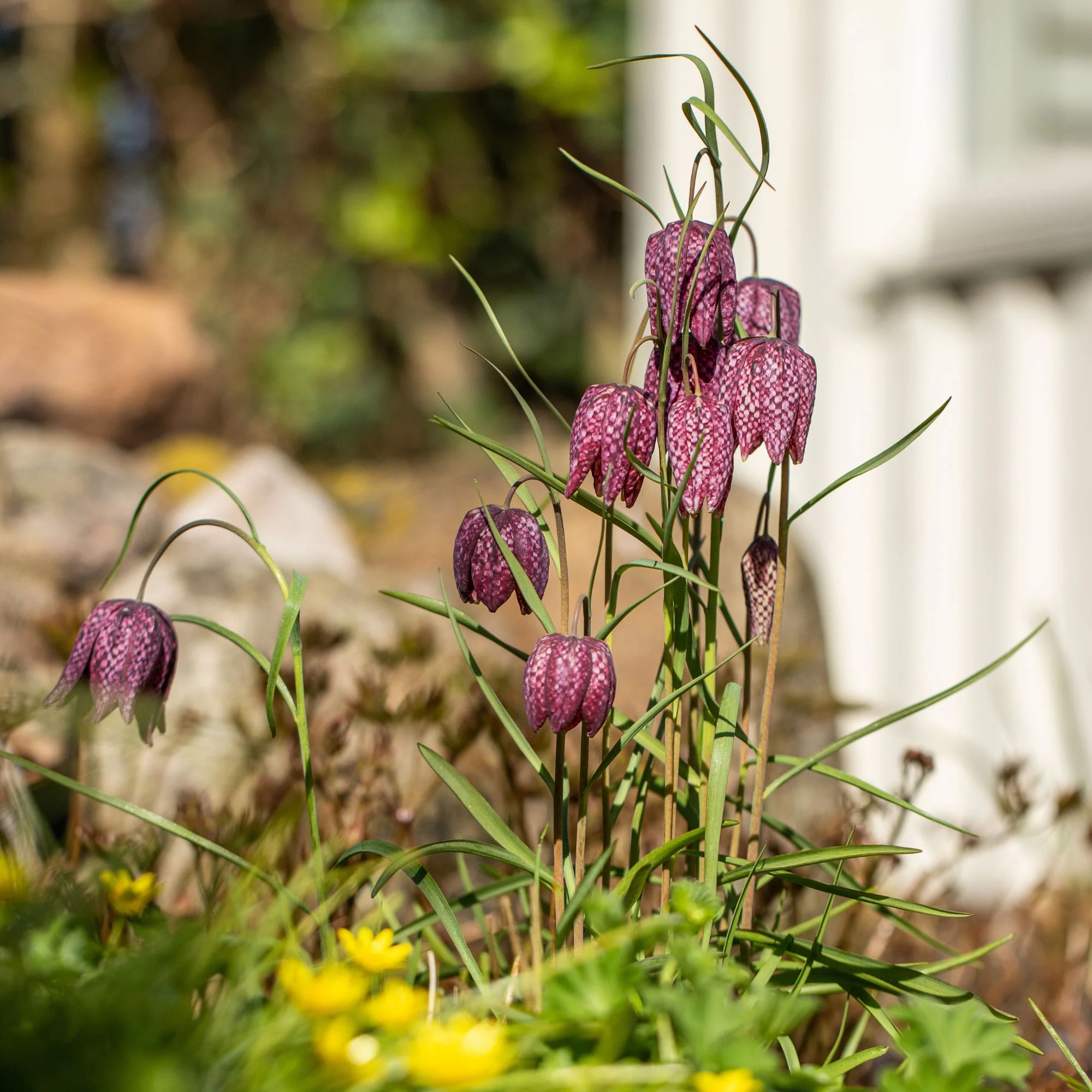 Schachbrettblume - Image 3