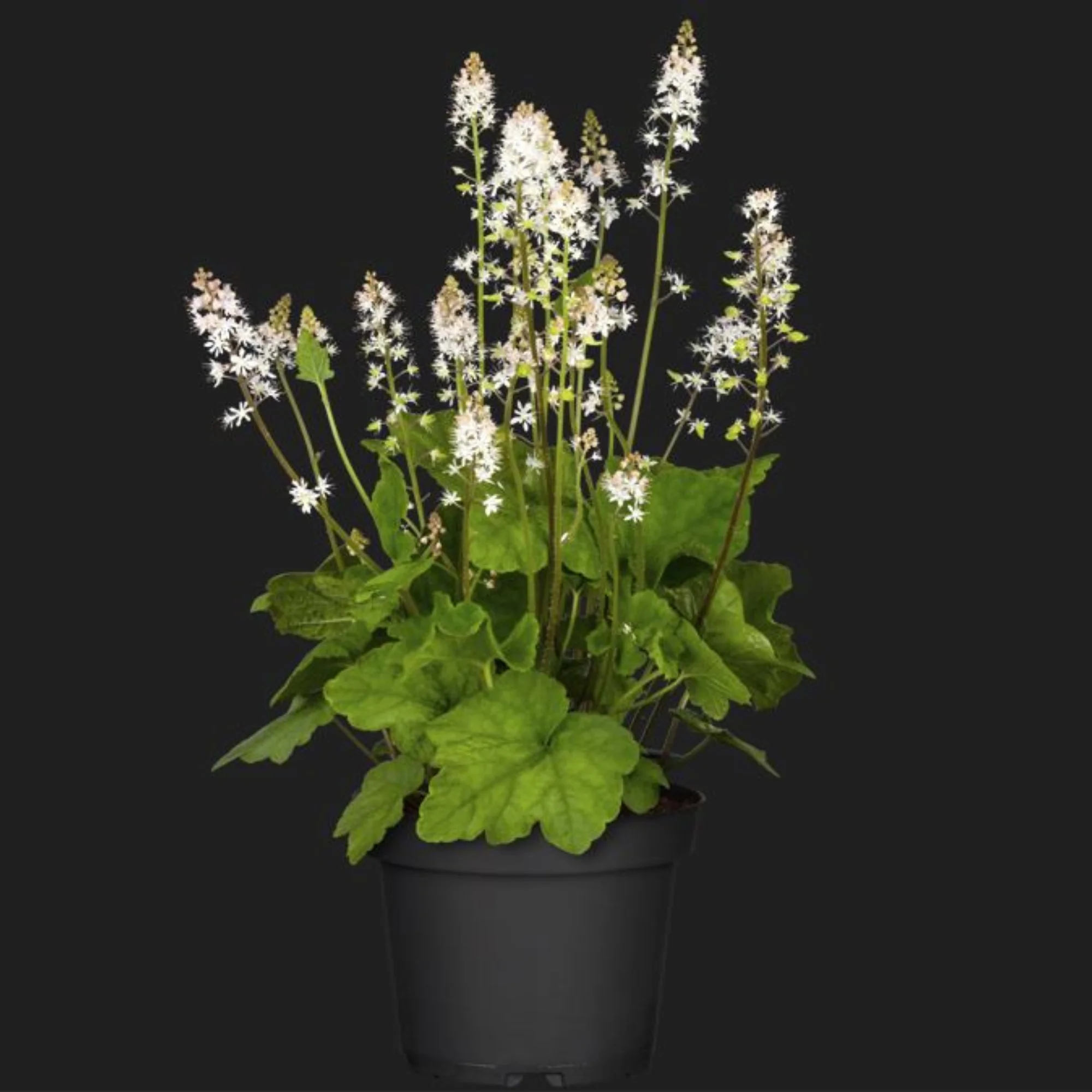 Schaumblüte - Image 2