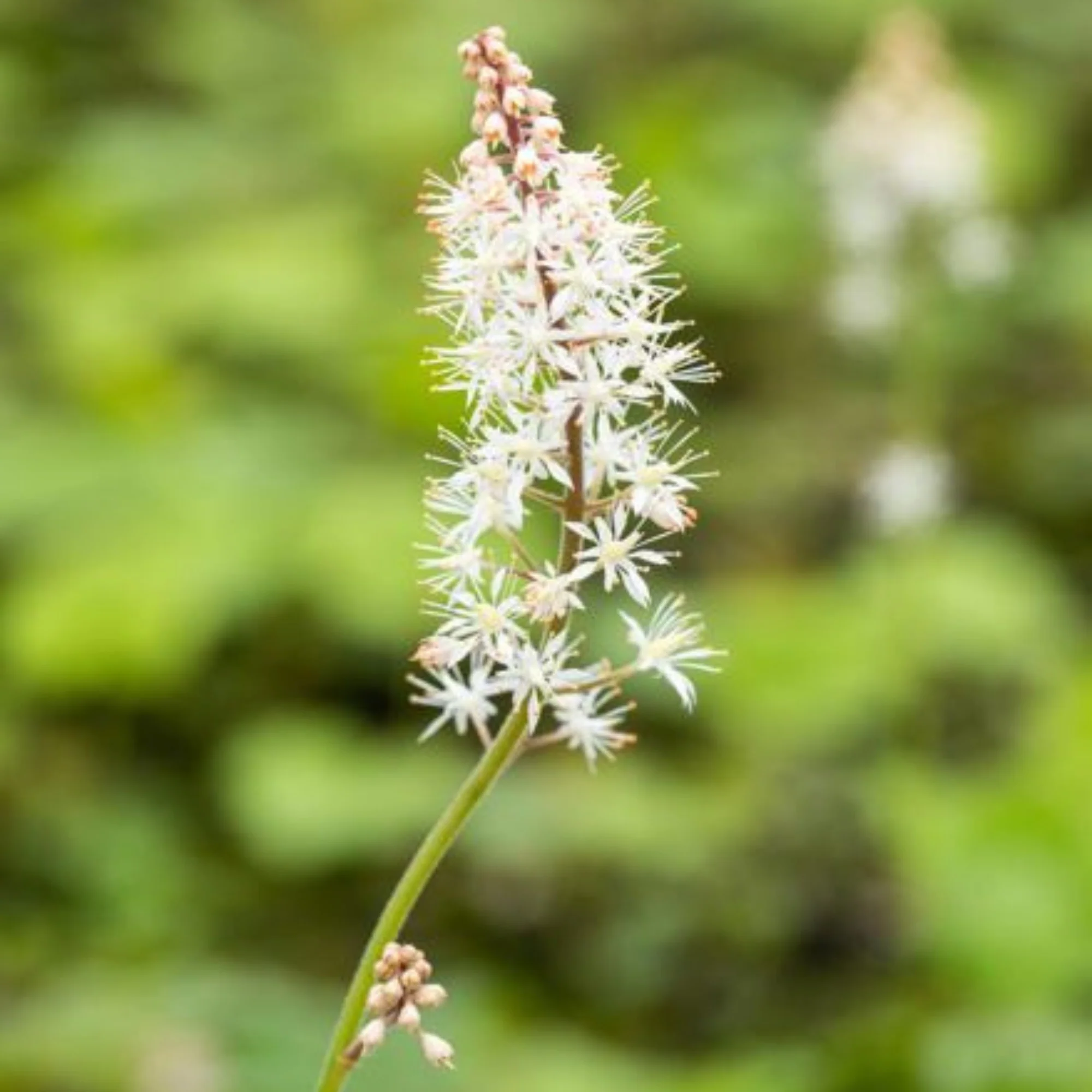 Schaumblüte - Image 3