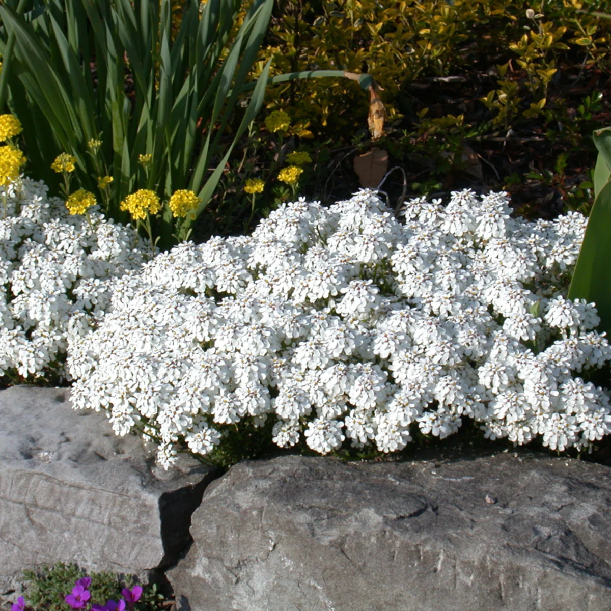 Schleifenblume - Image 3