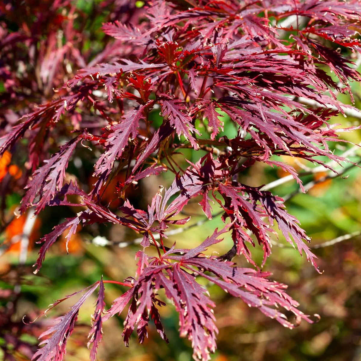 Schlitzahorn 'Dissectum Garnet' - Image 3