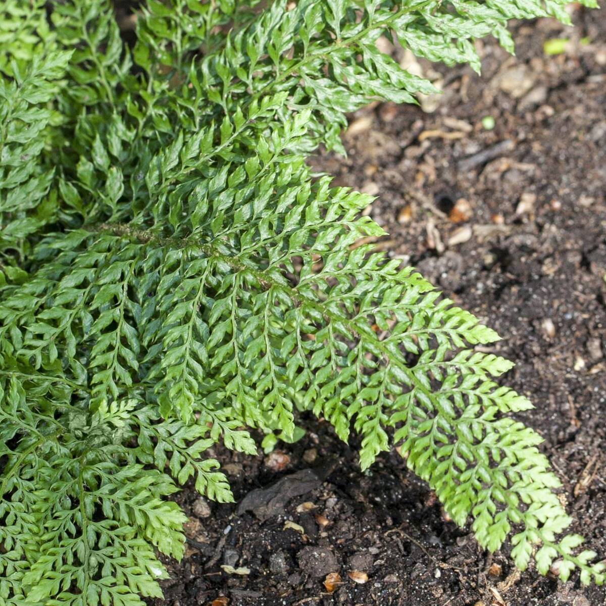Schmaler Filigranfarn 'Proliferum' - Image 3