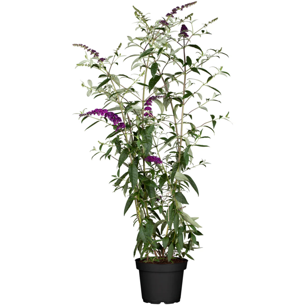 Schmetterlingsflieder 'Black Knight' - Image 2