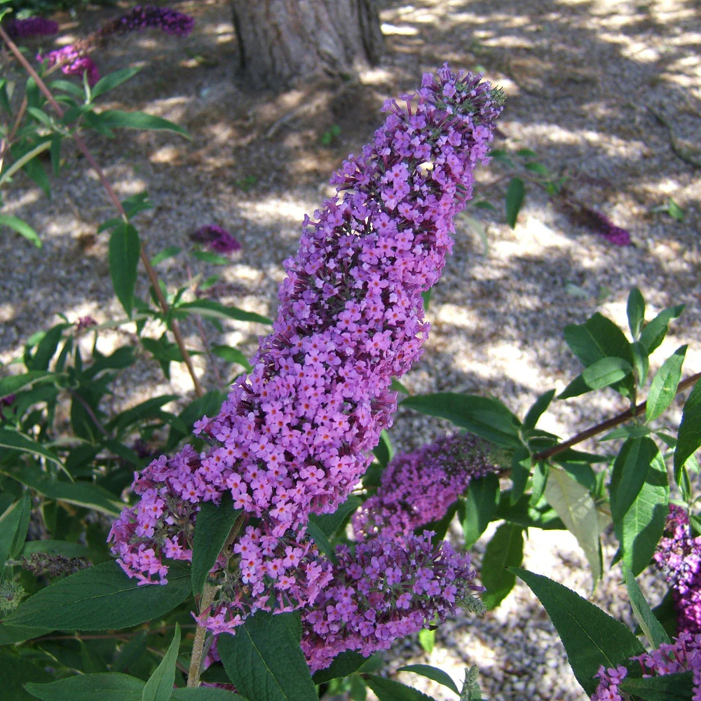 Schmetterlingsflieder 'Rêve de Papillon®' - Image 4