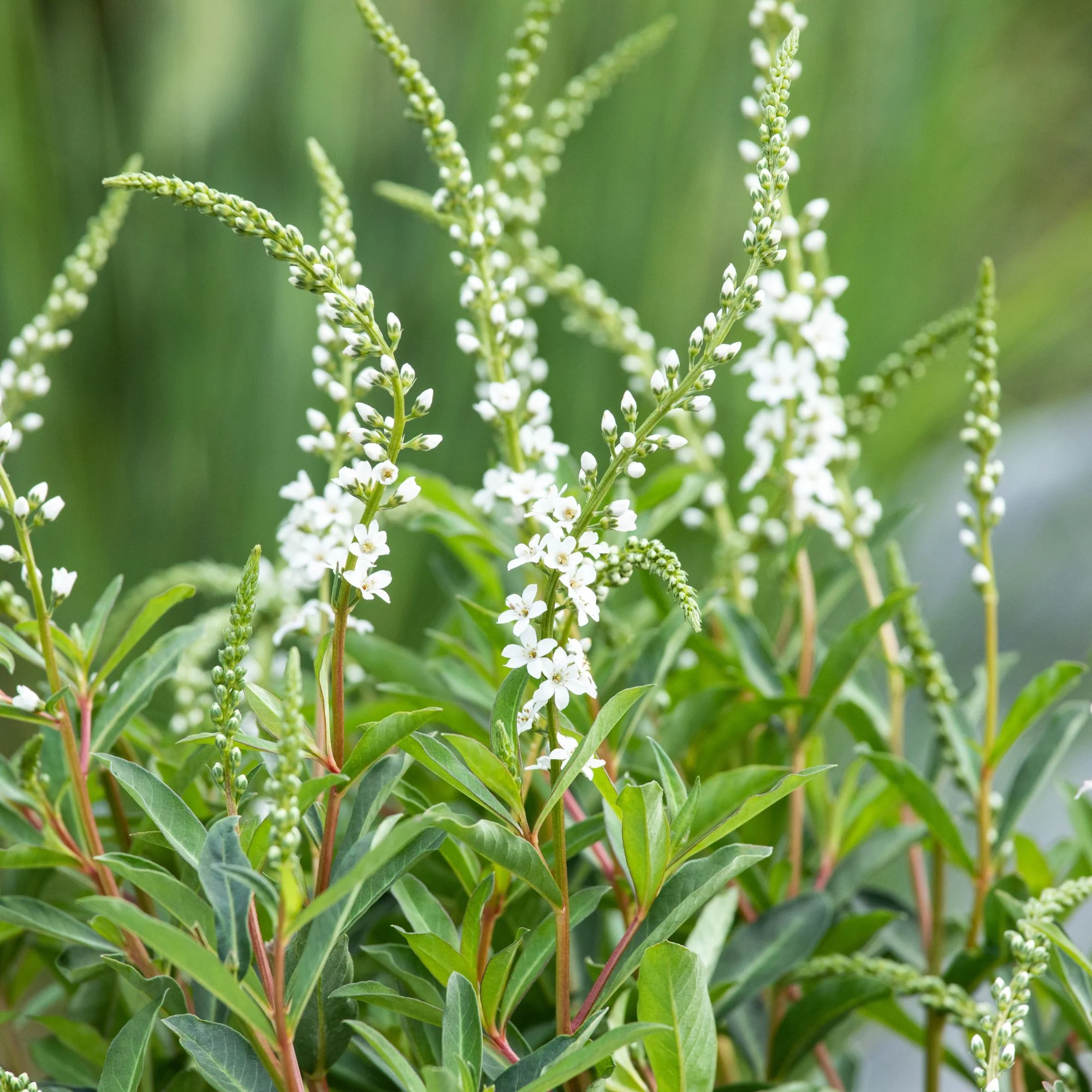 Schnee-Felberich 'Autumn Snow'