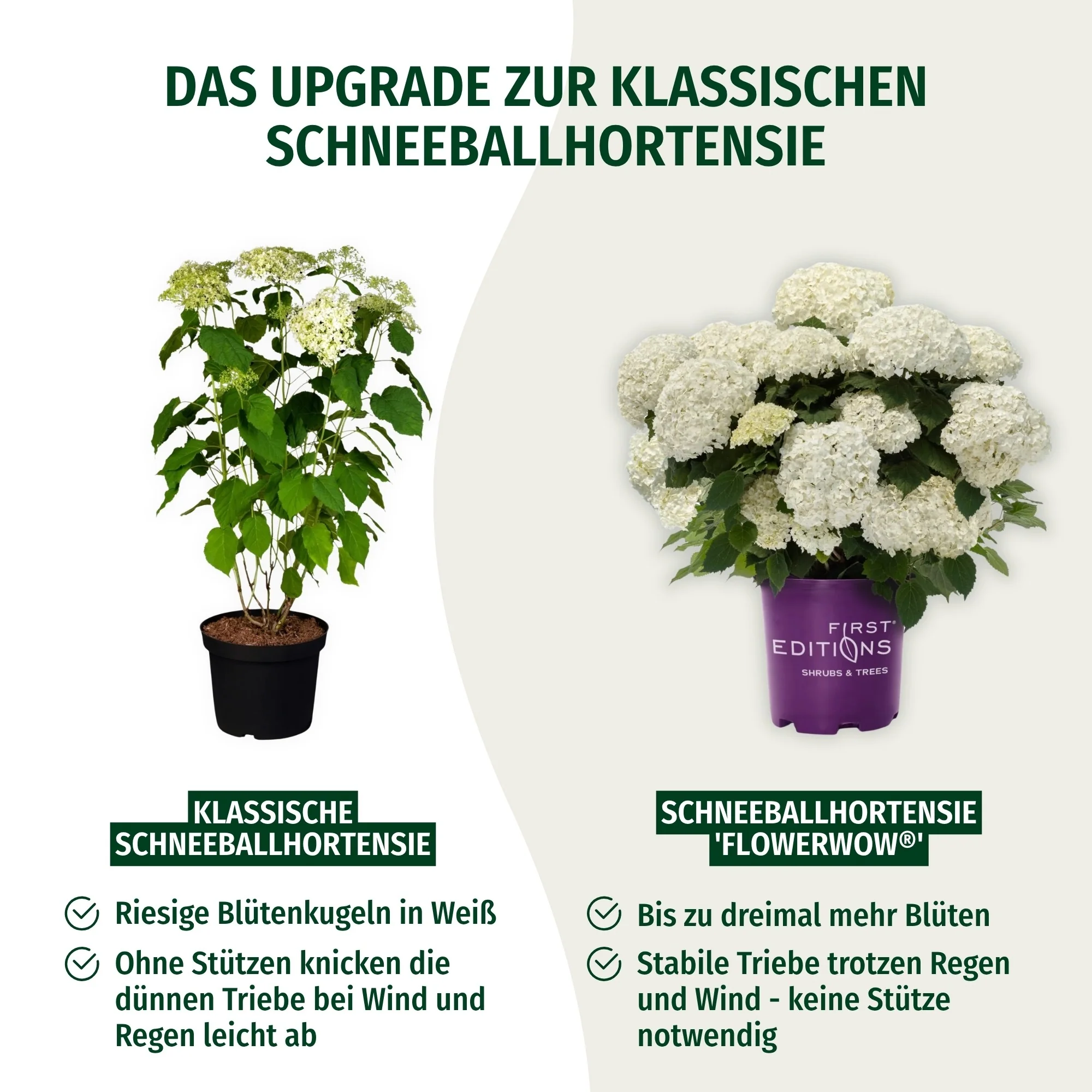 Schneeballhortensie 'FlowerWOW®' - Image 2