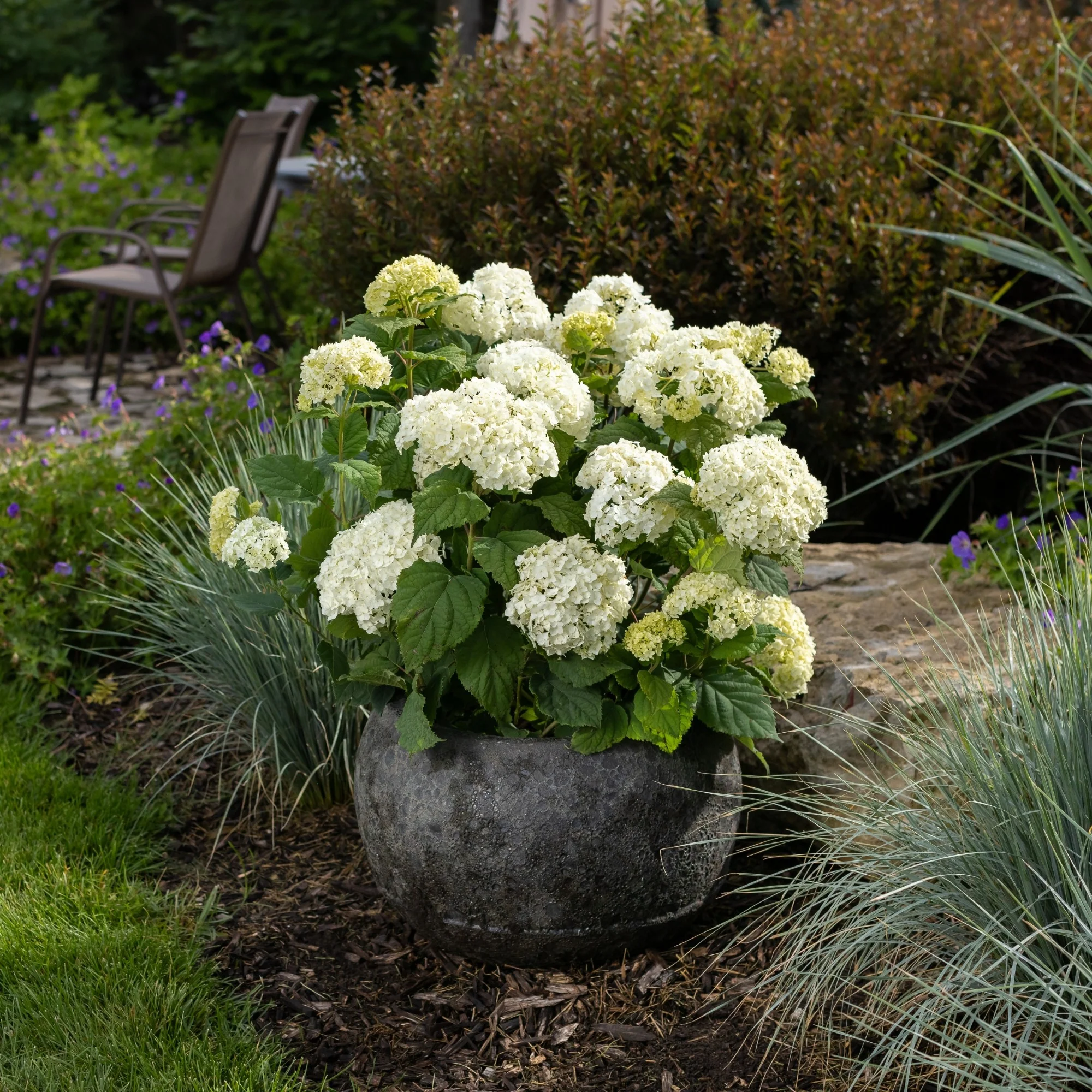 Schneeballhortensie 'FlowerWOW®' - Image 3