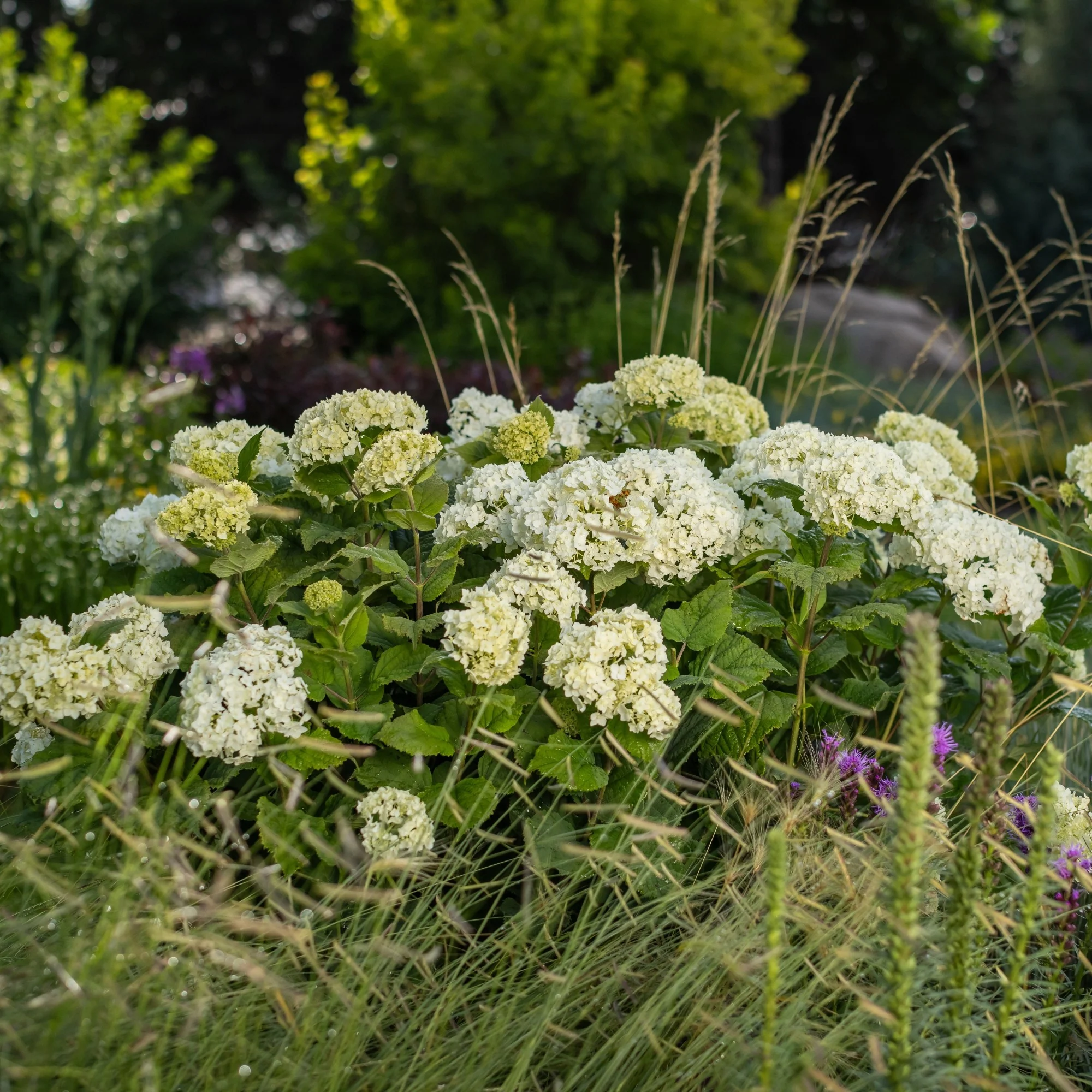 Schneeballhortensie 'FlowerWOW®' - Image 4