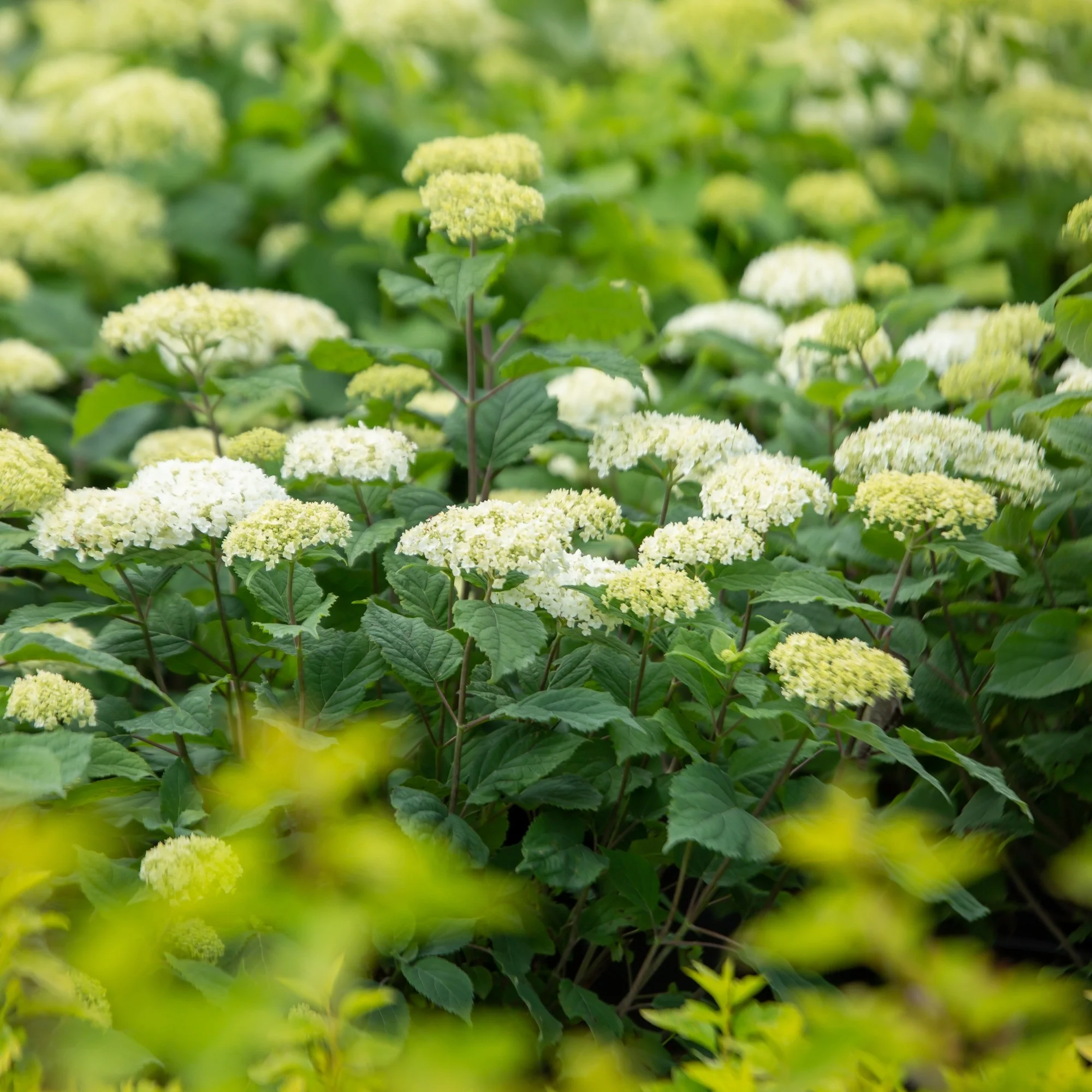Schneeballhortensie 'FlowerWOW®' - Image 5