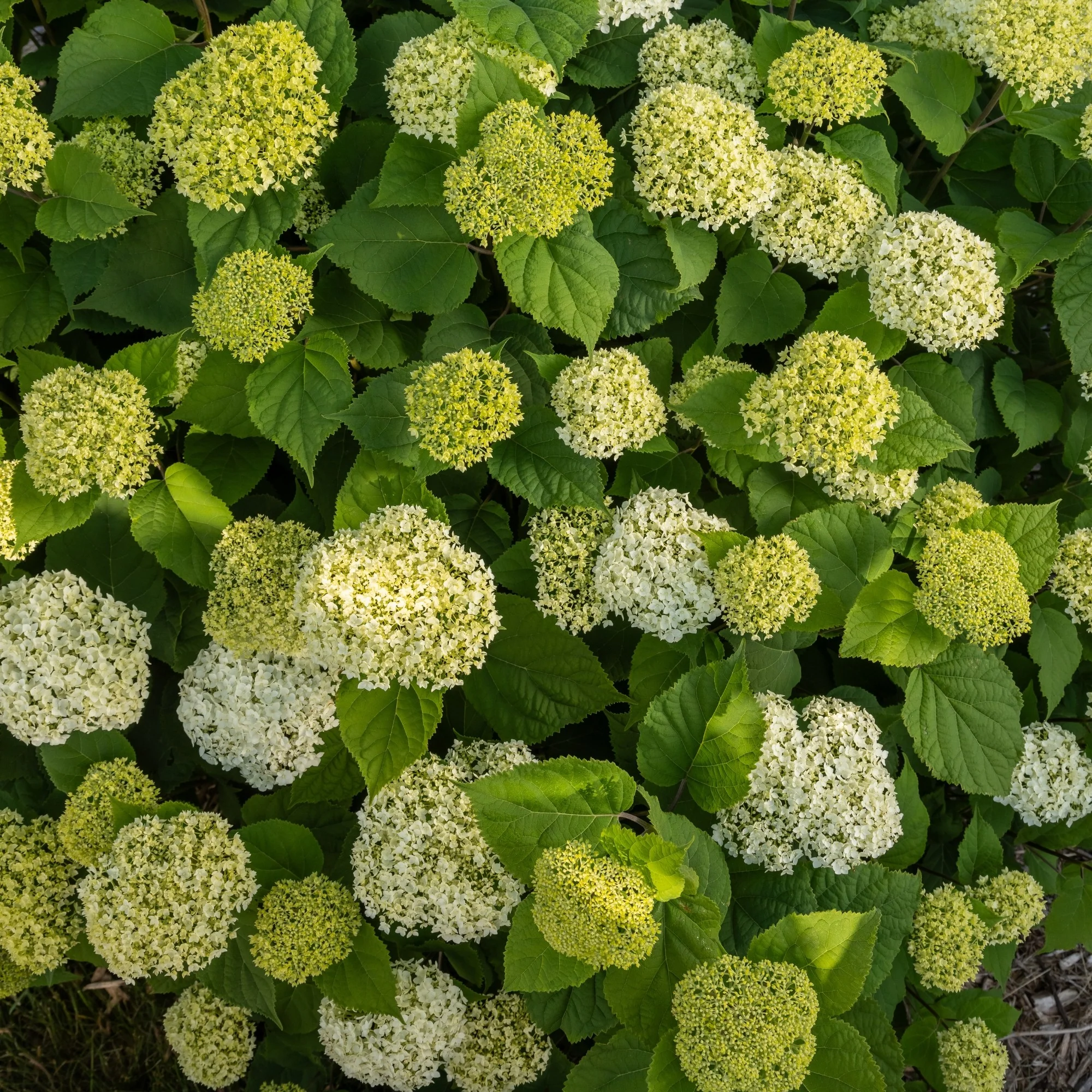 Schneeballhortensie 'FlowerWOW®' - Image 6