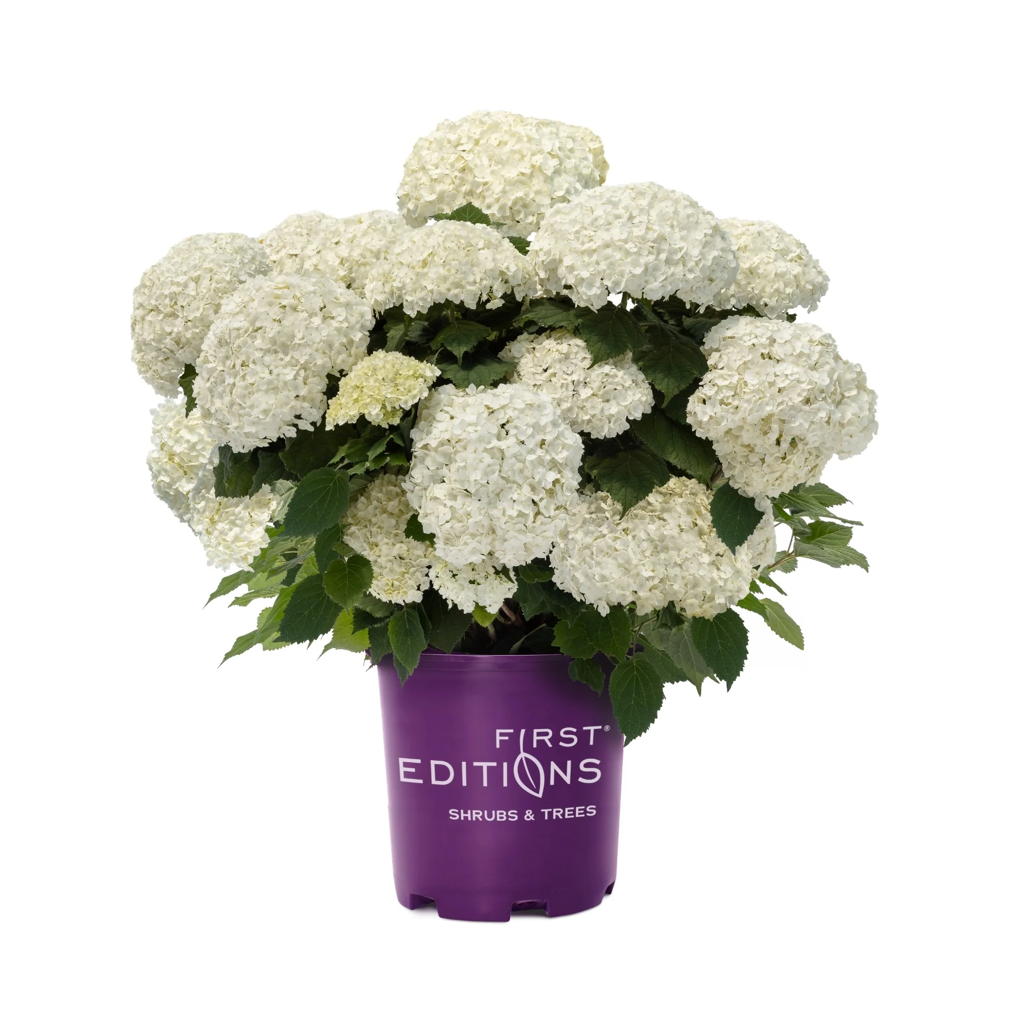 Schneeballhortensie 'FlowerWOW®' - Image 7