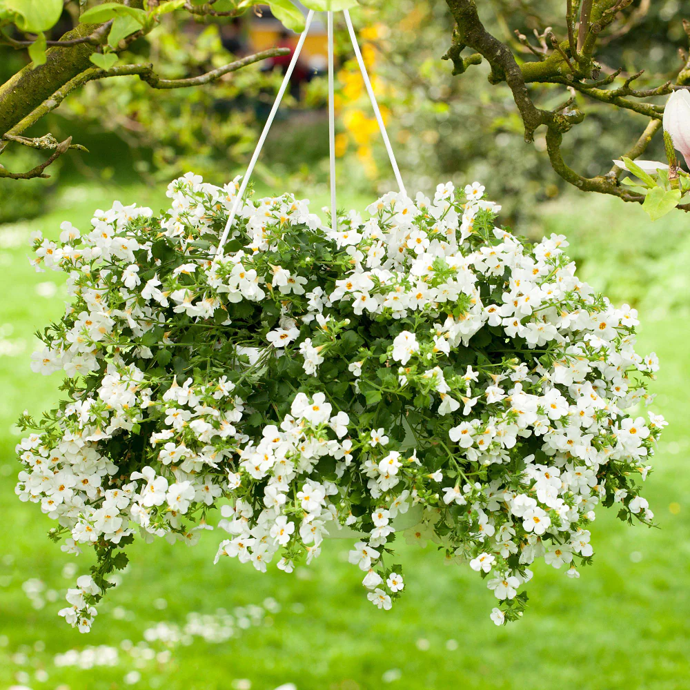 Schneeflockenblume - Image 3