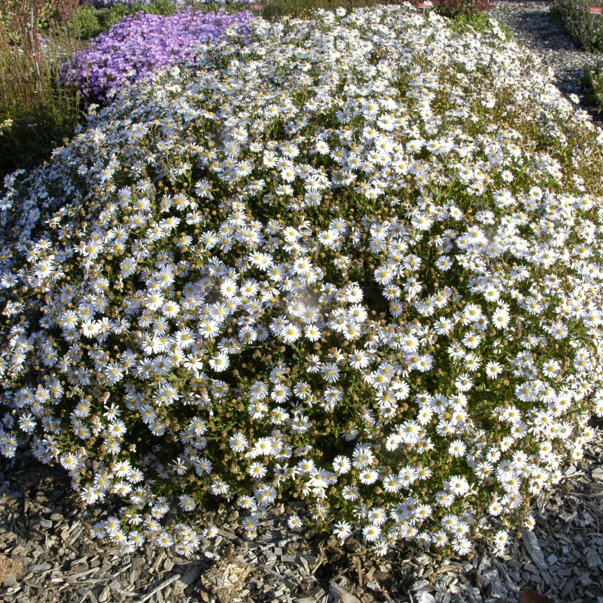 Schönaster 'Madiva'