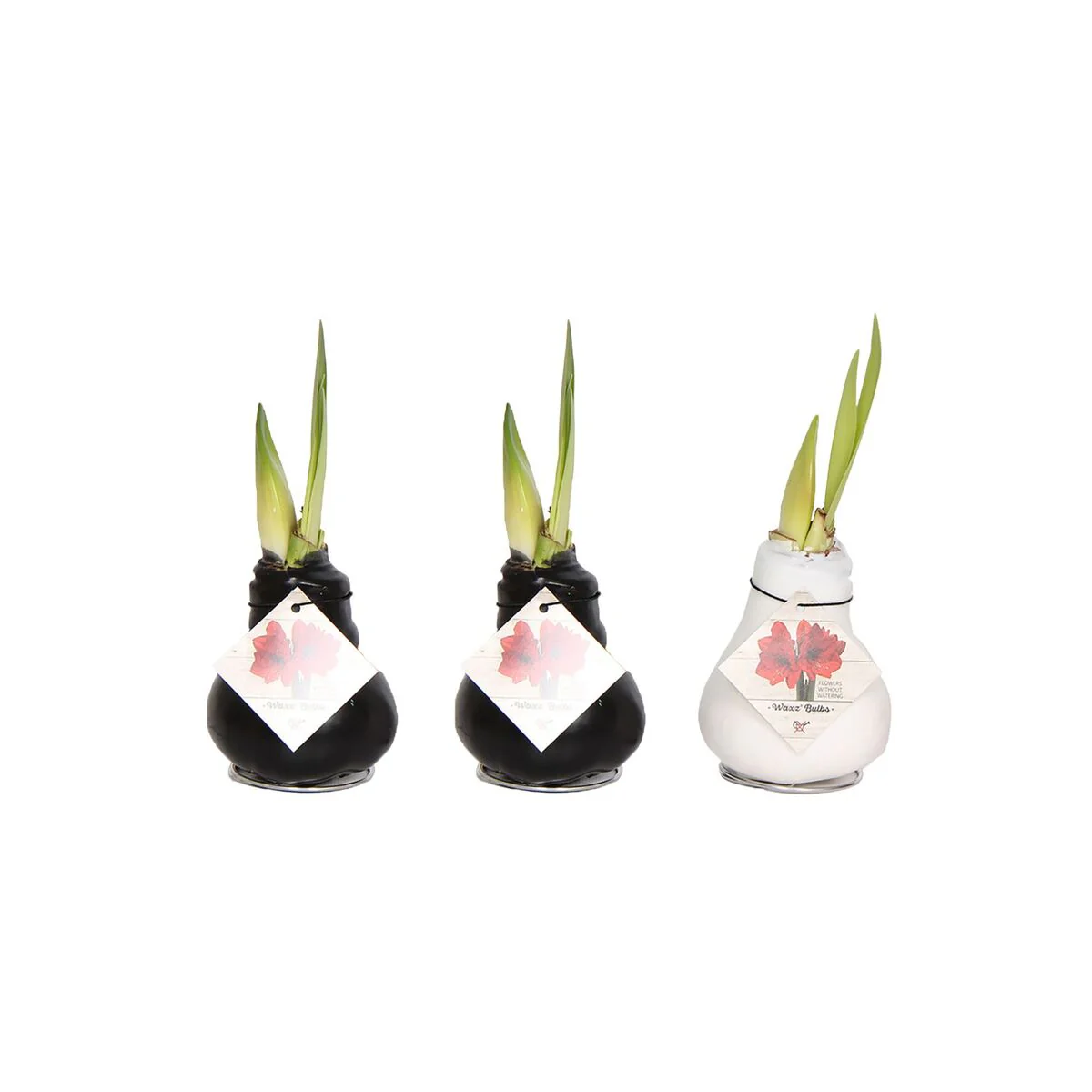Schwarz-Weißer Amaryllis-Mix, 3 Zwiebeln - Image 2