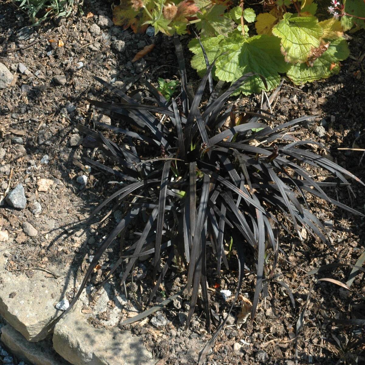 Vorschaubild 1