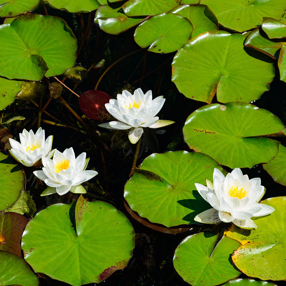 Seerose 'Hever White'