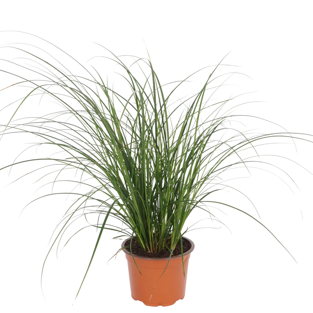 Segge 'Magic Green' - Image 3