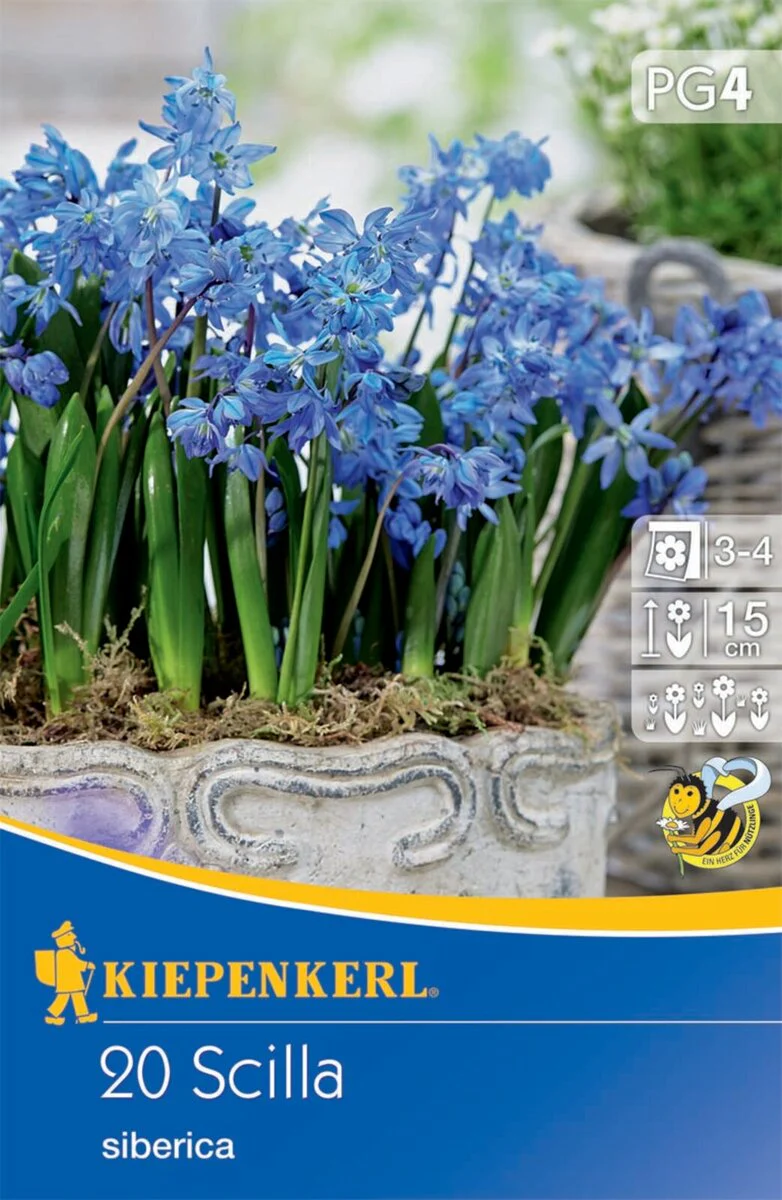 Sibirisches Blausternchen, 20 Zwiebeln
