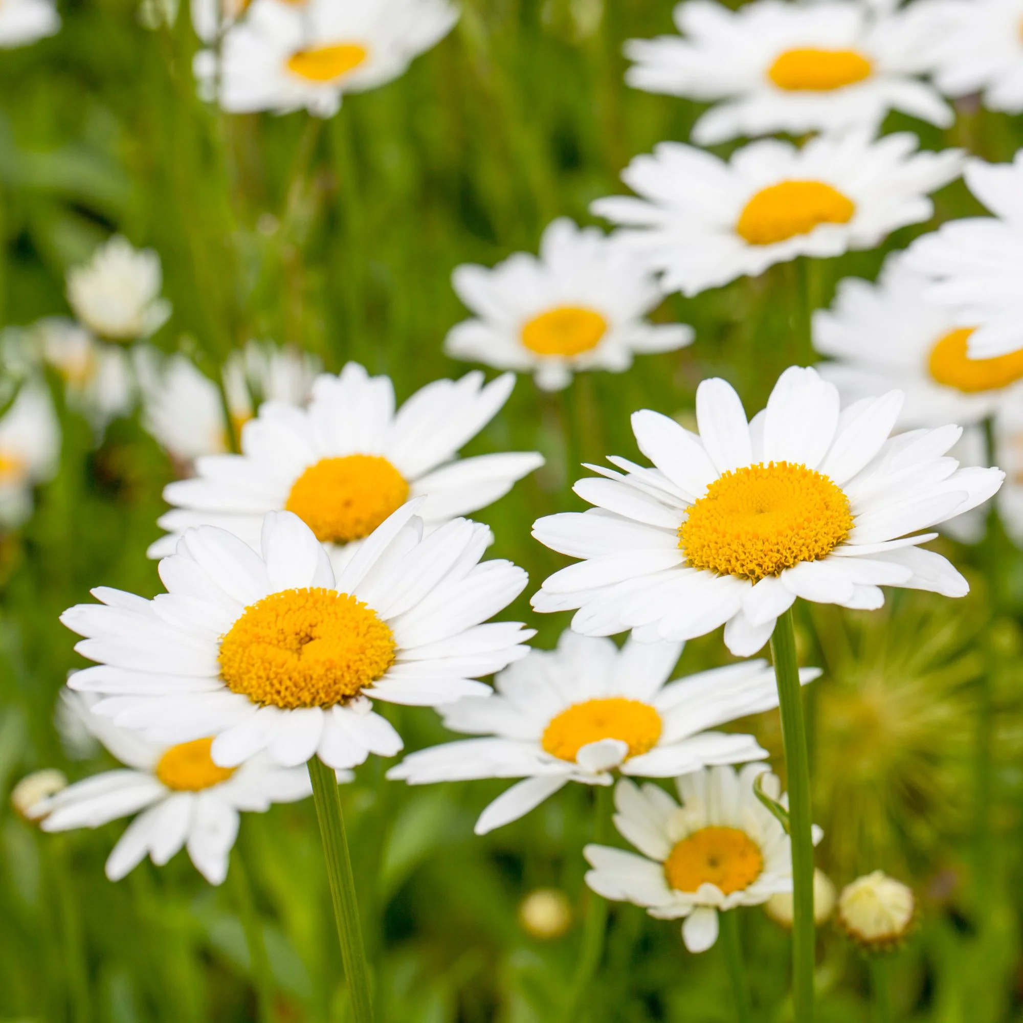 Sommer Margerite